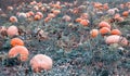 Large field with golden orange pumpkins, autumn time, squash, agriculture