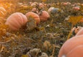 Large field with golden orange pumpkins, autumn time, squash Royalty Free Stock Photo