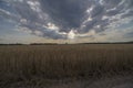 A field of wheat ( triticale!? ) under a dramatically overcast sky. Royalty Free Stock Photo