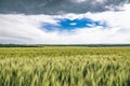 Large field of green ears of wheat or rye. Ukrainian wheat. Dramatic sky. Agriculture field landscape background Royalty Free Stock Photo