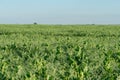 A large field of green peas. Growing green peas on an industrial scale. Large agro-industrial business. Green pea pods close-up. Royalty Free Stock Photo