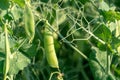 A large field of green peas. Growing green peas on an industrial scale. Large agro-industrial business. Green pea pods close-up. Royalty Free Stock Photo