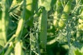 A large field of green peas. Growing green peas on an industrial scale. Large agro-industrial business. Green pea pods close-up. Royalty Free Stock Photo