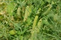 A large field of green peas. Growing green peas on an industrial scale. Large agro-industrial business. Green pea pods close-up. Royalty Free Stock Photo