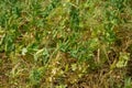 A large field of green peas. Growing green peas on an industrial scale. Large agro-industrial business. Green pea pods close-up. Royalty Free Stock Photo