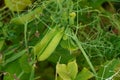 A large field of green peas. Growing green peas on an industrial scale. Large agro-industrial business. Green pea pods close-up. Royalty Free Stock Photo
