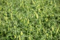 A large field of green peas. Growing green peas on an industrial scale. Large agro-industrial business. Royalty Free Stock Photo