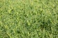A large field of green peas. Growing green peas on an industrial scale. Large agro-industrial business. Royalty Free Stock Photo
