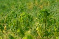 A large field of green peas. Growing green peas on an industrial scale. Large agro-industrial business. Green pea pods close-up. Royalty Free Stock Photo