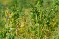 A large field of green peas. Growing green peas on an industrial scale. Large agro-industrial business. Green pea pods close-up. Royalty Free Stock Photo