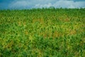 A large field of green peas. Growing green peas on an industrial scale. Large agro-industrial business. Green pea pods close-up. Royalty Free Stock Photo