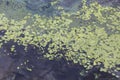 Large field of green water lilies on the water, pollution of the river due to stagnant water