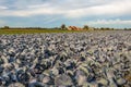 Large field with harvest-ready red cabbages Royalty Free Stock Photo