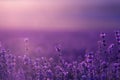 large field of lavender flowers at sunset Royalty Free Stock Photo