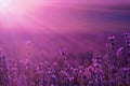 A large field of lavender flowers at sunset Royalty Free Stock Photo