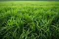 A large field of lush green grass, creating an endless expanse that appears to go on forever. the texture and color of the gr