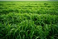 A large field of lush green grass, creating an endless expanse that appears to go on forever. the texture and color of the gr