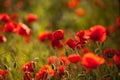 Detail of a opium field