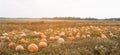 Large field with orange pumpkins, blue sky, autumn time, squash