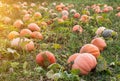 Large field with orange pumpkins, blue sky, autumn time, squash, gourd Royalty Free Stock Photo