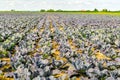 Large field with organically grown red cabbage plants