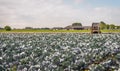 Large field with organically grown red cabbages in the Netherlands