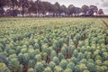 Large field of ornamental cabbages at a specialized nursery Royalty Free Stock Photo