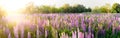 A large field of pink and purple lupine flowers Lupinus in the forest at sunset