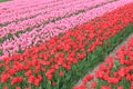 A large field with red and pink tulips in holland Royalty Free Stock Photo