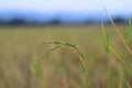a large field of rice grains with mountains in the background Royalty Free Stock Photo