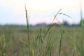 a large field of rice grains with mountains in the background Royalty Free Stock Photo