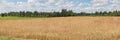 A large field with ripe ears of wheat panoramic landscape