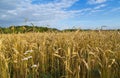 A large field with ripe golden wheat Royalty Free Stock Photo