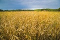 A large field with ripe golden wheat Royalty Free Stock Photo