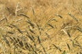 Ripe Rye in a Field Blowing in the Wind and Bent from Rainfall Royalty Free Stock Photo