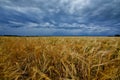 A large field of ripe wheat against the background of the stormy sky Royalty Free Stock Photo