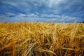 A large field of ripe wheat against the background of the stormy sky. Royalty Free Stock Photo