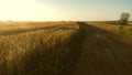 A large field of ripe wheat and a rural road. Spikelets of wheat with grain shakes the wind. Grain harvest ripens in Royalty Free Stock Photo