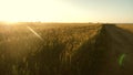 A large field of ripe wheat and a rural road. Spikelets of wheat with grain shakes the wind. Grain harvest ripens in Royalty Free Stock Photo