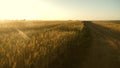 A large field of ripe wheat and a rural road. Spikelets of wheat with grain shakes the wind. Grain harvest ripens in Royalty Free Stock Photo