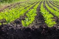 A large field with rows with young sprouts