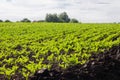 A large field with rows with young sprouts