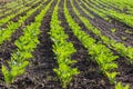 A large field with rows with young sprouts