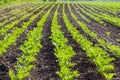 A large field with rows with young sprouts