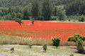 Large field of several thousand flowering poppies