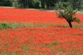 Large field of several thousand flowering poppies