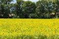 A large field of sunflowers against the backdrop of trees. Landscape Royalty Free Stock Photo