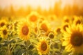 a large field of sunflowers with the sun shining through the trees in the background and the sky in the foreground, with the sun Royalty Free Stock Photo