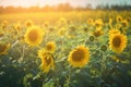 a large field of sunflowers with the sun shining through the trees in the background and the sky in the foreground, with the sun Royalty Free Stock Photo