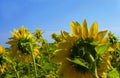 Large field of sunflowers on a sunny day with blue sky